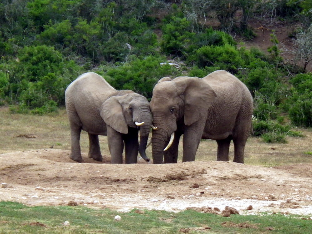 erfahrungsbericht freiwilligenarbeit suedafrika-kap Annelie